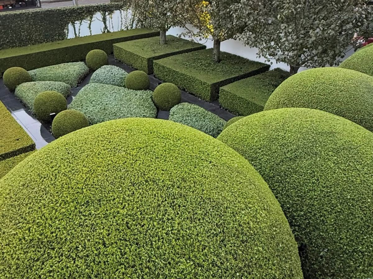 Boxwood and topiary hedging sheared to a crisp geometric line
