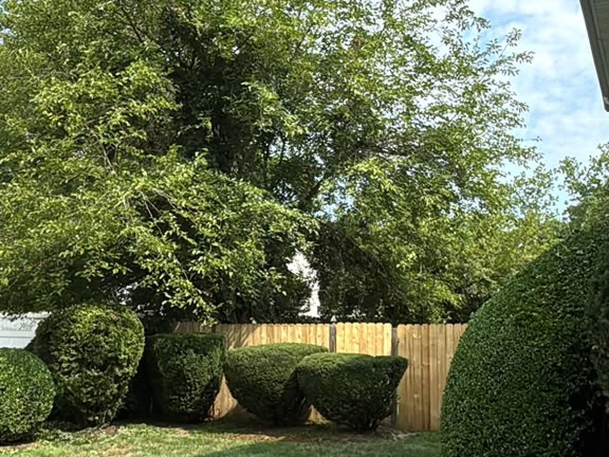 Mature privacy hedge and shaped shrubs along a rear fence line