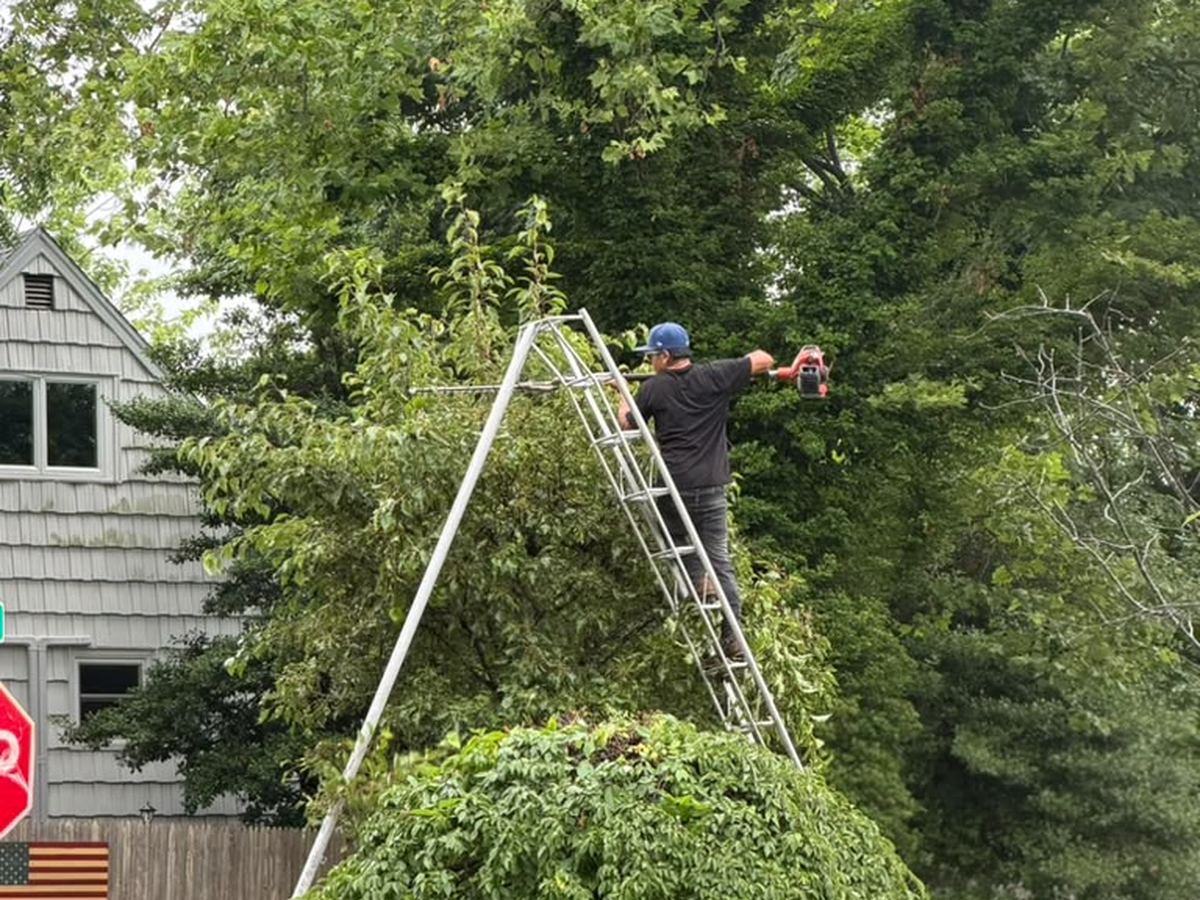 Crew member pruning an ornamental tree from a ladder